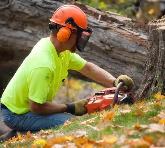 tree services Old Jamestown